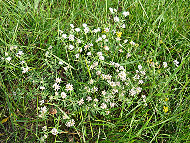 Click f&uuml;r gr&ouml;&szlig;eres Bild