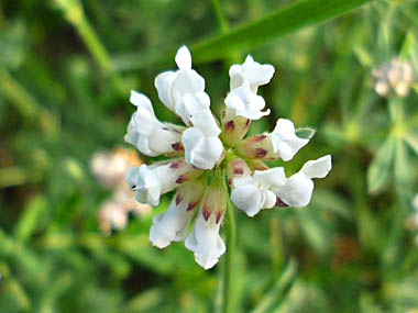 Click f&uuml;r gr&ouml;&szlig;eres Bild