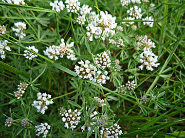 Click f&uuml;r gr&ouml;&szlig;eres Bild