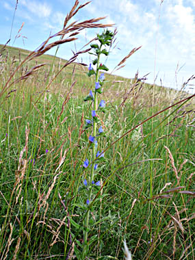 Click f&uuml;r gr&ouml;&szlig;eres Bild