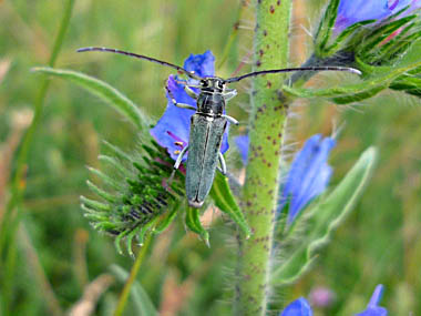 Click f&uuml;r gr&ouml;&szlig;eres Bild