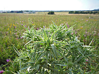 Click f&uuml;r gr&ouml;&szlig;eres Bild