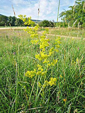 Click f&uuml;r gr&ouml;&szlig;eres Bild