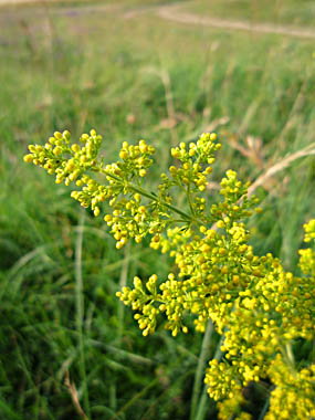 Click f&uuml;r gr&ouml;&szlig;eres Bild