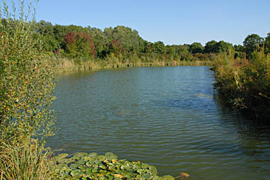 Teich bei Obersiebenbrunn