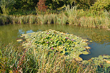 Teich bei Obersiebenbrunn