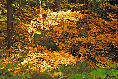 Klick f&uuml;r gr&ouml;&szlig;eres Bild