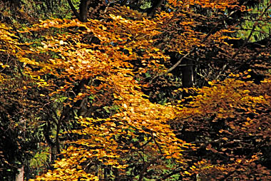 Klick f&uuml;r gr&ouml;&szlig;eres Bild