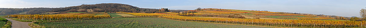 Enzersfeld Weinberge