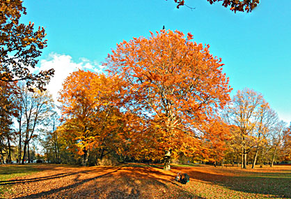 Englischer Garten Herbst - Klick f�r gr��eres Bild